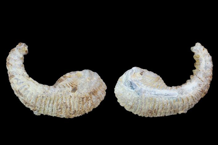 Cretaceous Fossil Oyster (Rastellum) - Madagascar #100972